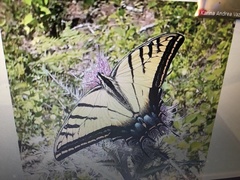 Papilio multicaudata