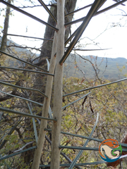 Forchhammeria macrocarpa