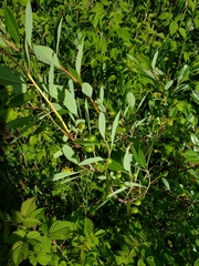 Prunus susquehanae