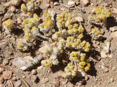 Eriophyllum pringlei