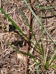 Bombus impatiens