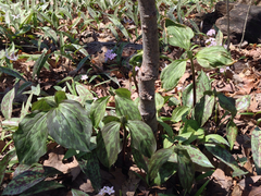 Trillium recurvatum