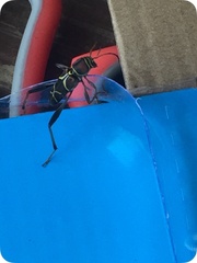 Neoclytus mucronatus