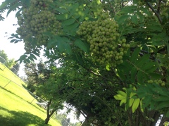Sorbus aucuparia
