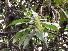 Escallonia pendula