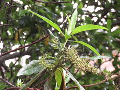 Escallonia pendula