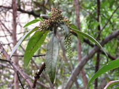 Escallonia pendula