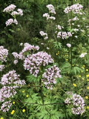 Valeriana officinalis