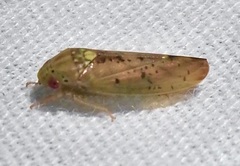 Ponana quadralaba
