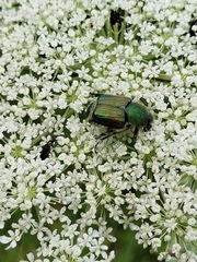 Trichiotinus lunulatus