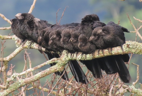 Smooth-Billed Ani