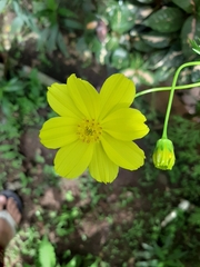 Coreopsideae