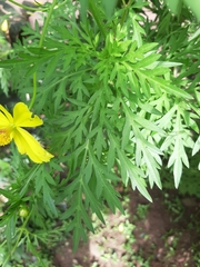 Coreopsideae