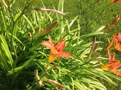 Hemerocallis