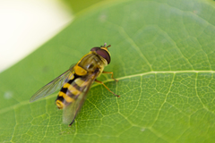 Syrphus ribesii