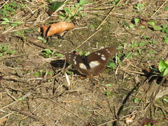 Pseudacraea lucretia