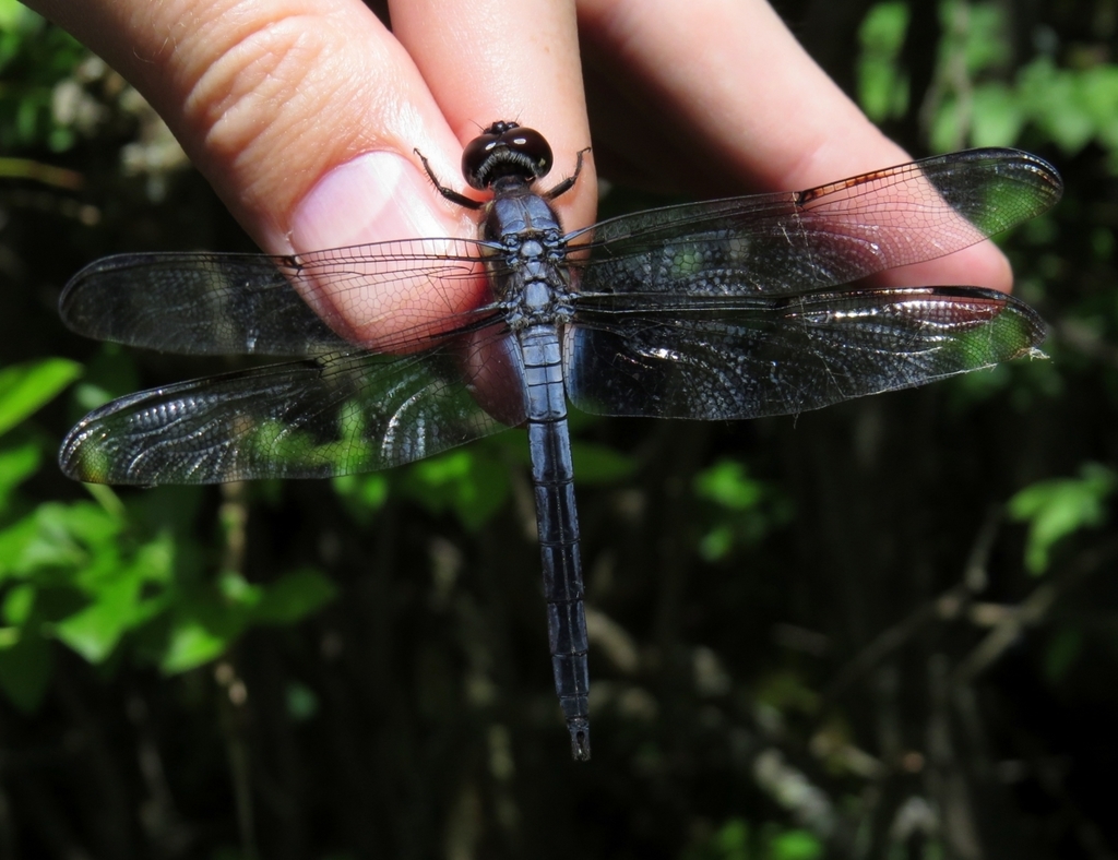 Bar-winged Skimmer