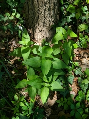 Conoclinium coelestinum