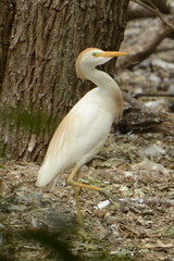 Bubulcus ibis
