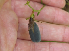 Crotalaria sagittalis
