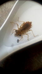 Crocothemis servilia