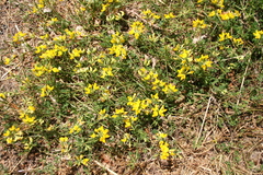 Lotus corniculatus corniculatus