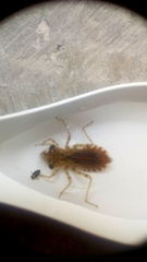 Crocothemis servilia