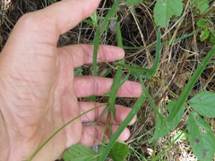Crotalaria sagittalis