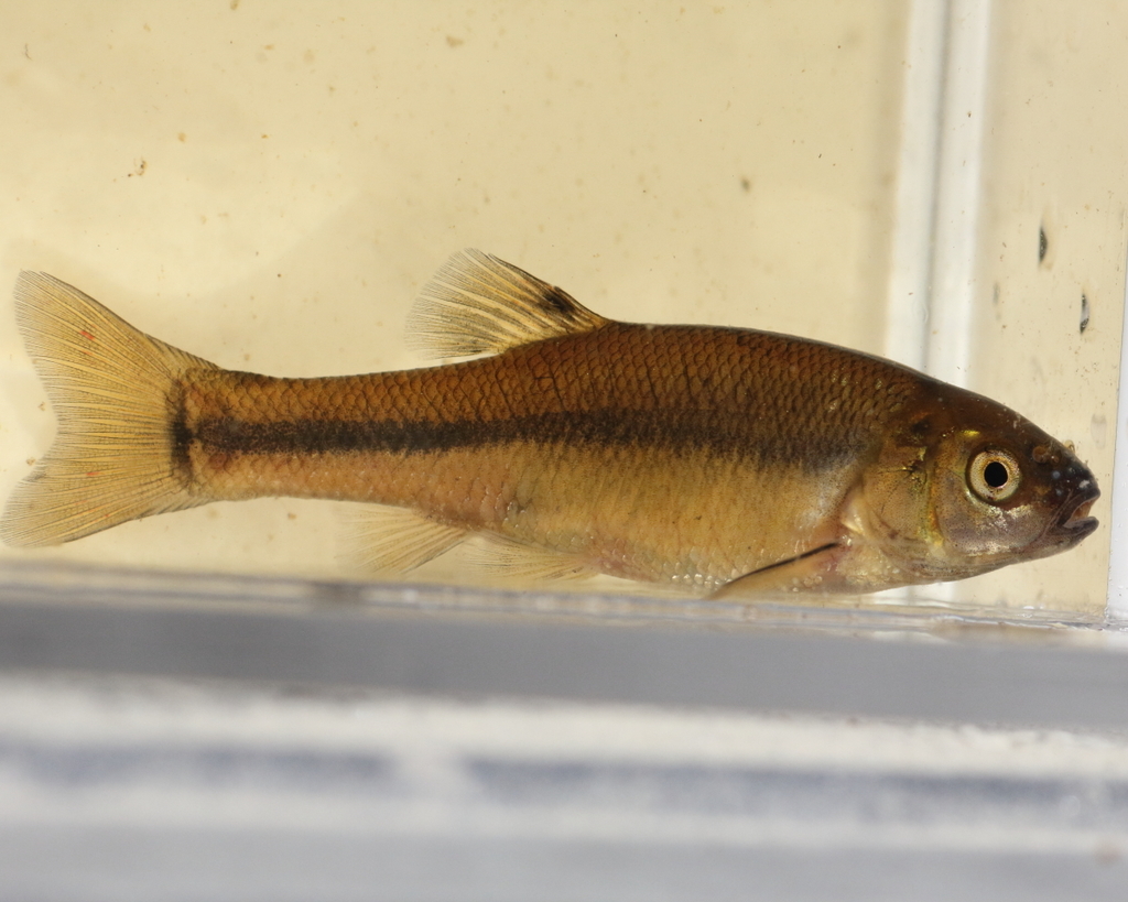 Fathead Minnow (Saskatchewan Fish) · iNaturalist