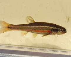 Chrosomus neogaeus