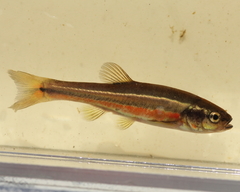 Chrosomus neogaeus