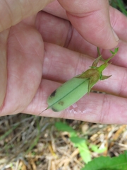Crotalaria sagittalis
