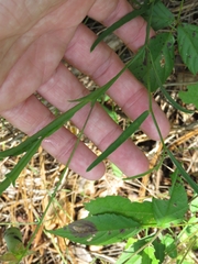 Crotalaria sagittalis