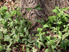 Polygonatum biflorum commutatum