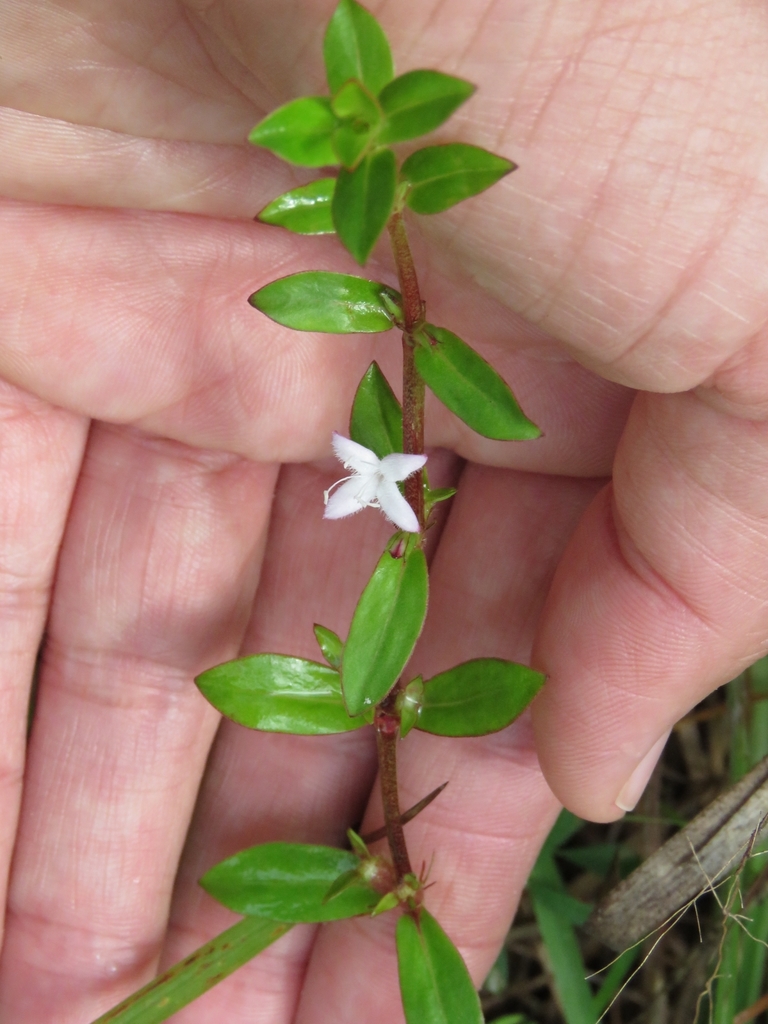 Harper's Buttonweed