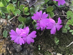 Primula integrifolia