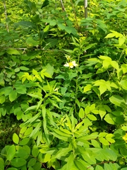 Hypericum ascyron