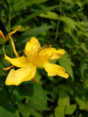 Hypericum ascyron
