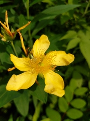 Hypericum ascyron