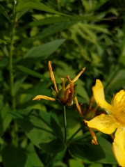 Hypericum ascyron