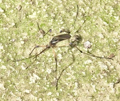 Psorophora howardii