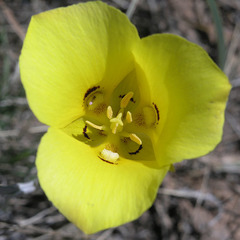 Calochortus aureus