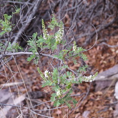 Eysenhardtia orthocarpa