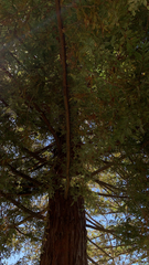 Sequoia sempervirens