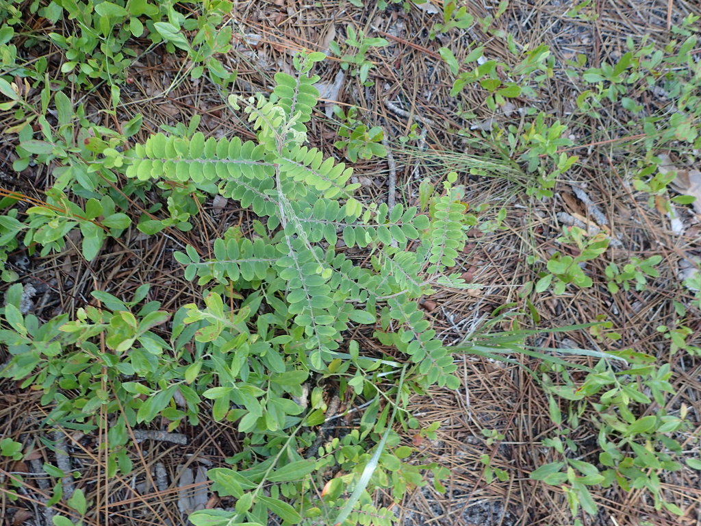 Clusterspike False Indigo (Carolina Bays and Pine woods Wildflowers at ...