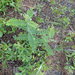 Amorpha herbacea - Photo (c) Andy Newman, algunos derechos reservados (CC BY-NC), uploaded by Andy Newman