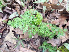 Perideridia americana