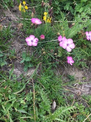 Dianthus pavonius