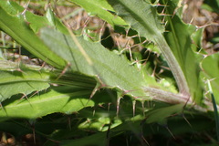 Cirsium lecontei