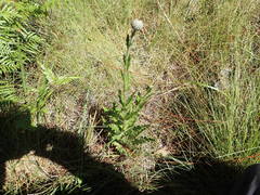 Cirsium lecontei